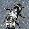 Hairy Rove Beetle