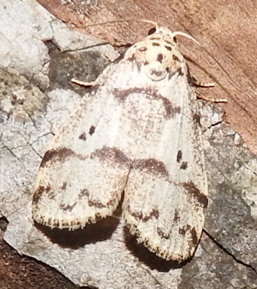 Erebidae,lichen moth