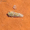 Leafhopper