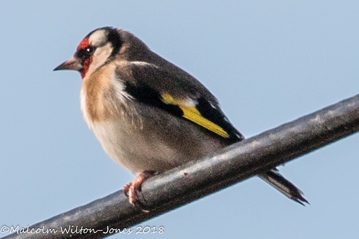 Goldfinch