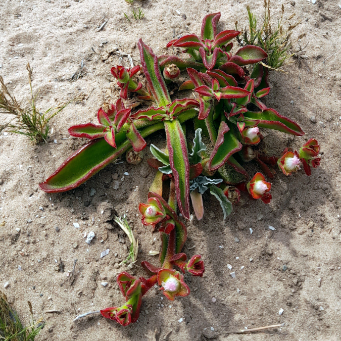 Ice Plants (Brakslaai in Afrikaans) are prolific in this part of the world.