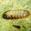 Chiton