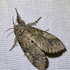 Angulose prominent moth