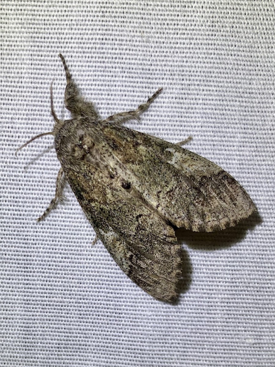 Angulose prominent moth