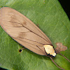 Arctiid moth