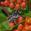 Alfalfa Leafcutting Bee