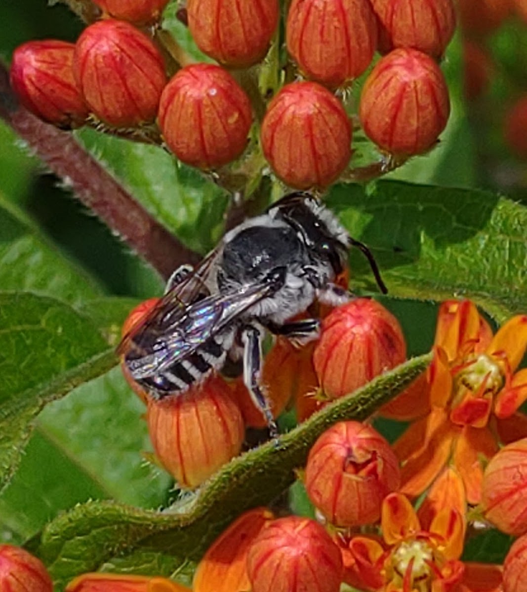 Alfalfa Leafcutting Bee