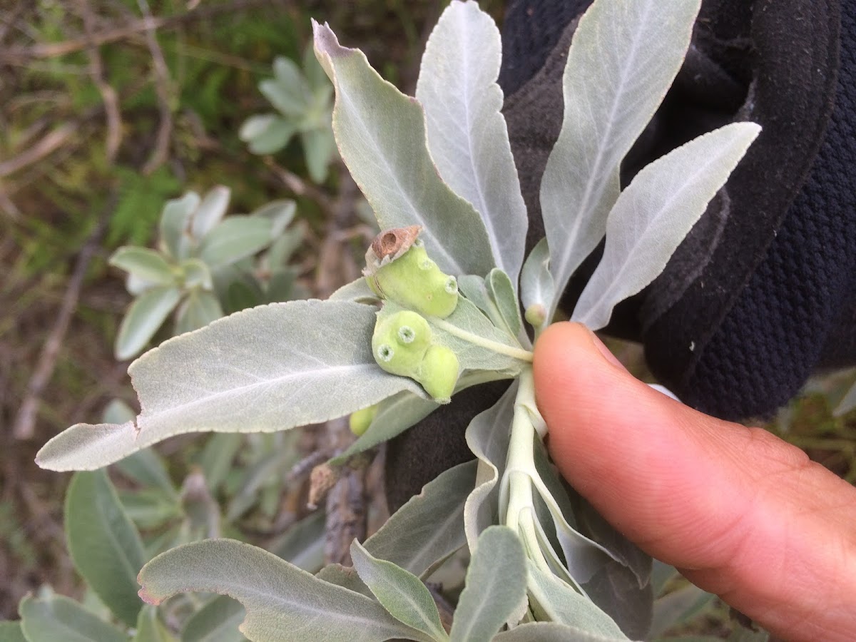 Sage Leaf Gall Midge