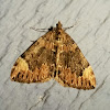 Northern Marbled Carpet