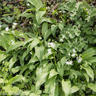 Wild Garlic