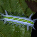 Stinging Nettle Slug Caterpillar