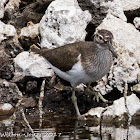 Common Sandpiper; Andarríos Chico