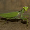 Giant Leaf Mantis