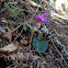 Calypso orchid