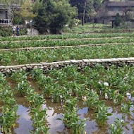 【竹子湖】吉園葡花園野菜