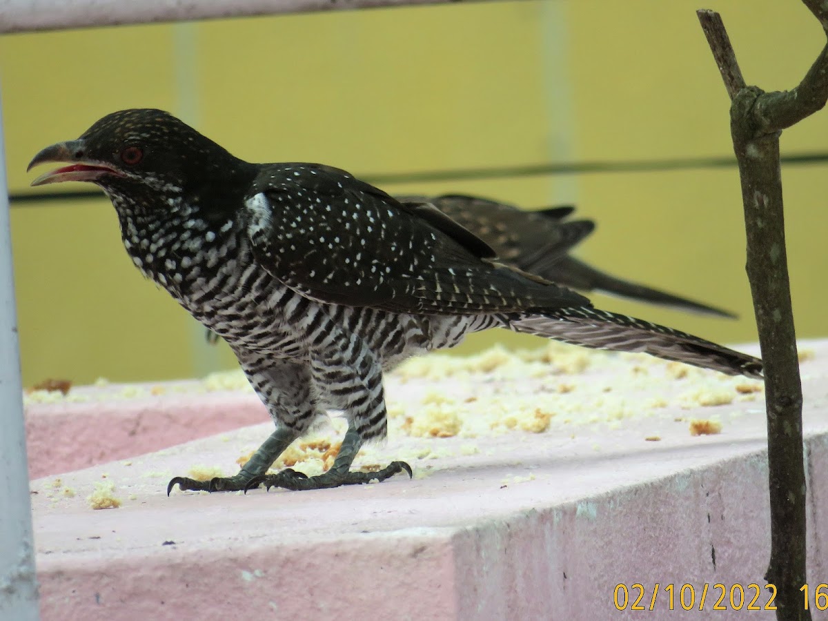 Asian Koel (family)