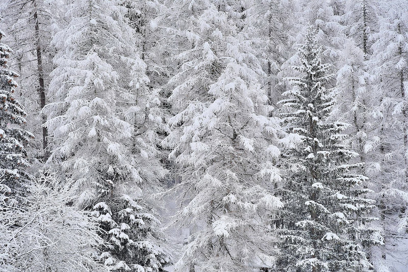 GENNAIO : INVERNO di Isidoro. 