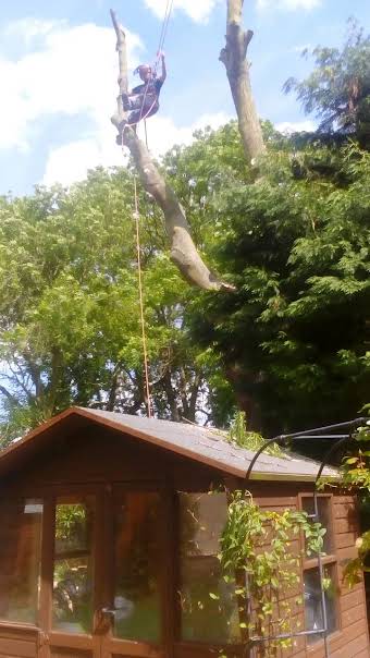 Ash tree fell, to save remainder of Grade 2 listed wall, Canewdon, Essex. album cover