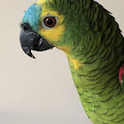 Parrot