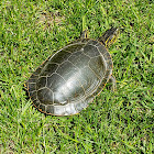 Painted Turtle