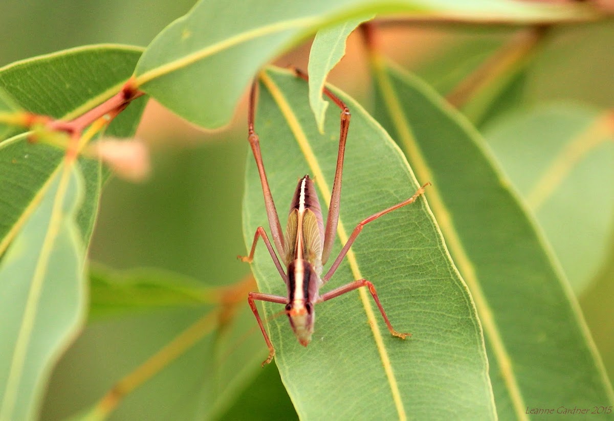 White-backed Katydid nymph