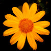 Mexican sunflower