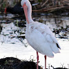 White Ibis