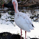 White Ibis