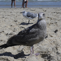 Great Black Backed Gull