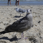 Great Black Backed Gull