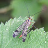 Scorpion fly (female)