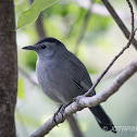 Gray Catbird