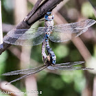 Migrant Hawker