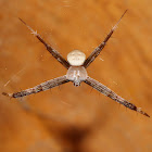 Signature Spider