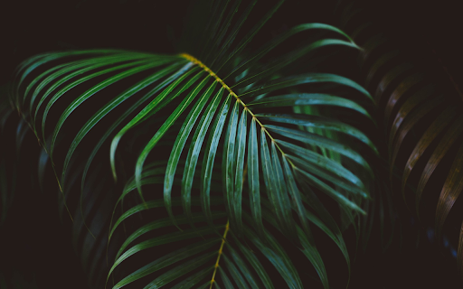 Green coconut branches screenshot 1
