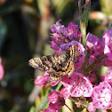 Black-banded Orange