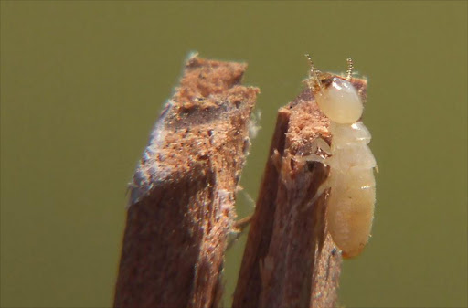 A worker termite.