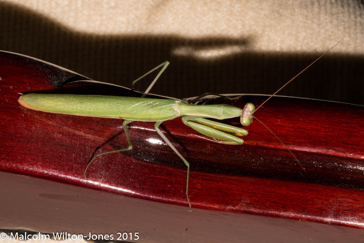 Praying Mantis