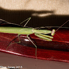 Praying Mantis