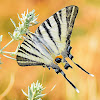 Scarce Swallowtail