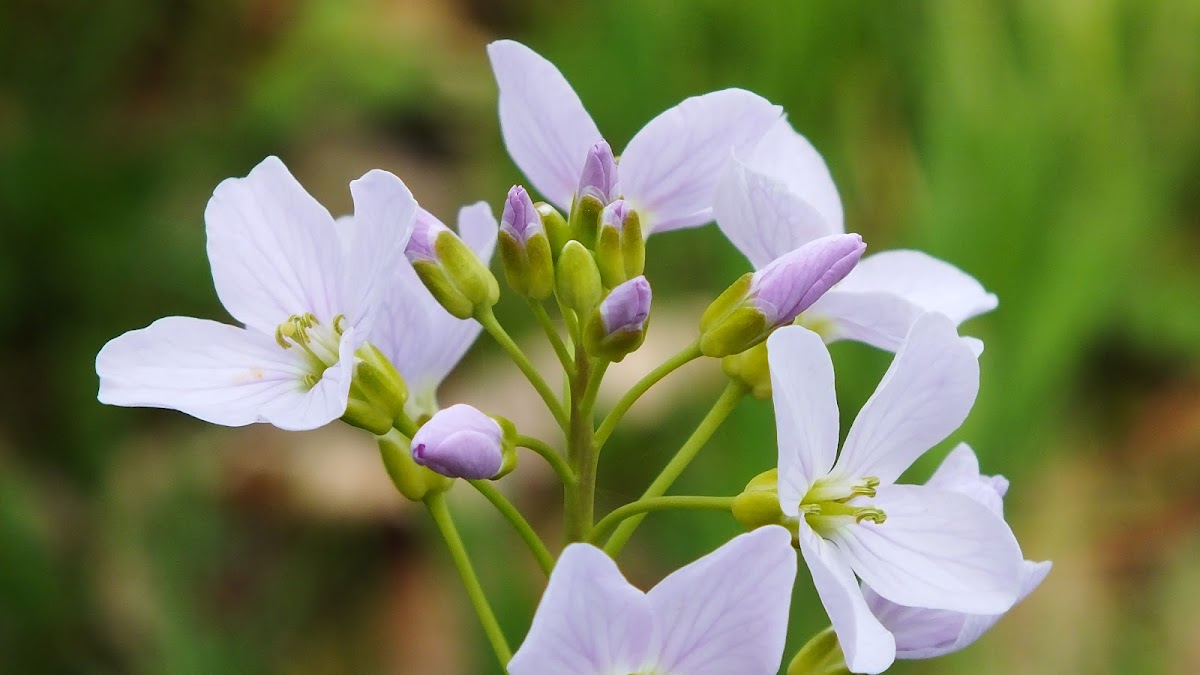 Cuckoo flower