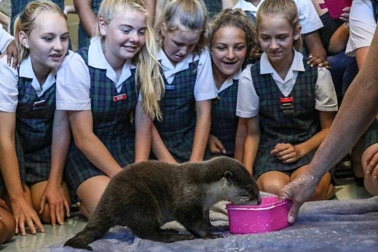 A group of Grade 7 Clarendon Primary pupils look on as the rescued African clawless otter pup tucks in.