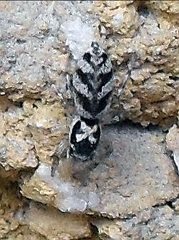 Zebra jumping spider