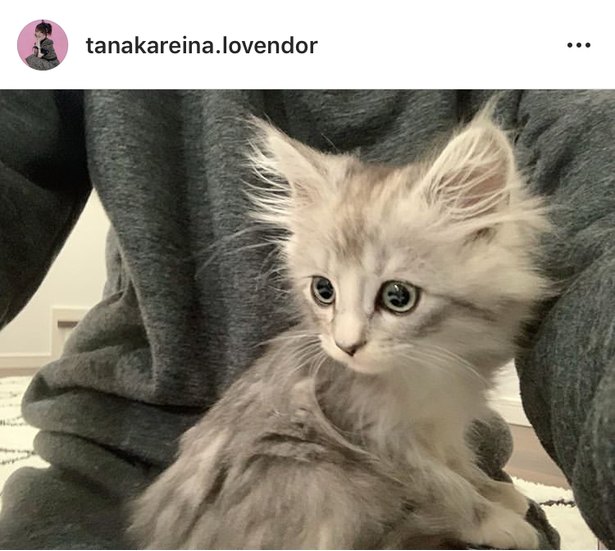 田中れいな 新しい家族 タレ目の癒やされ子猫を紹介 元気に育ってね Trill トリル