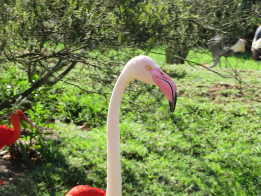 Birds in South Africa 2017