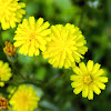 Hawksbeard