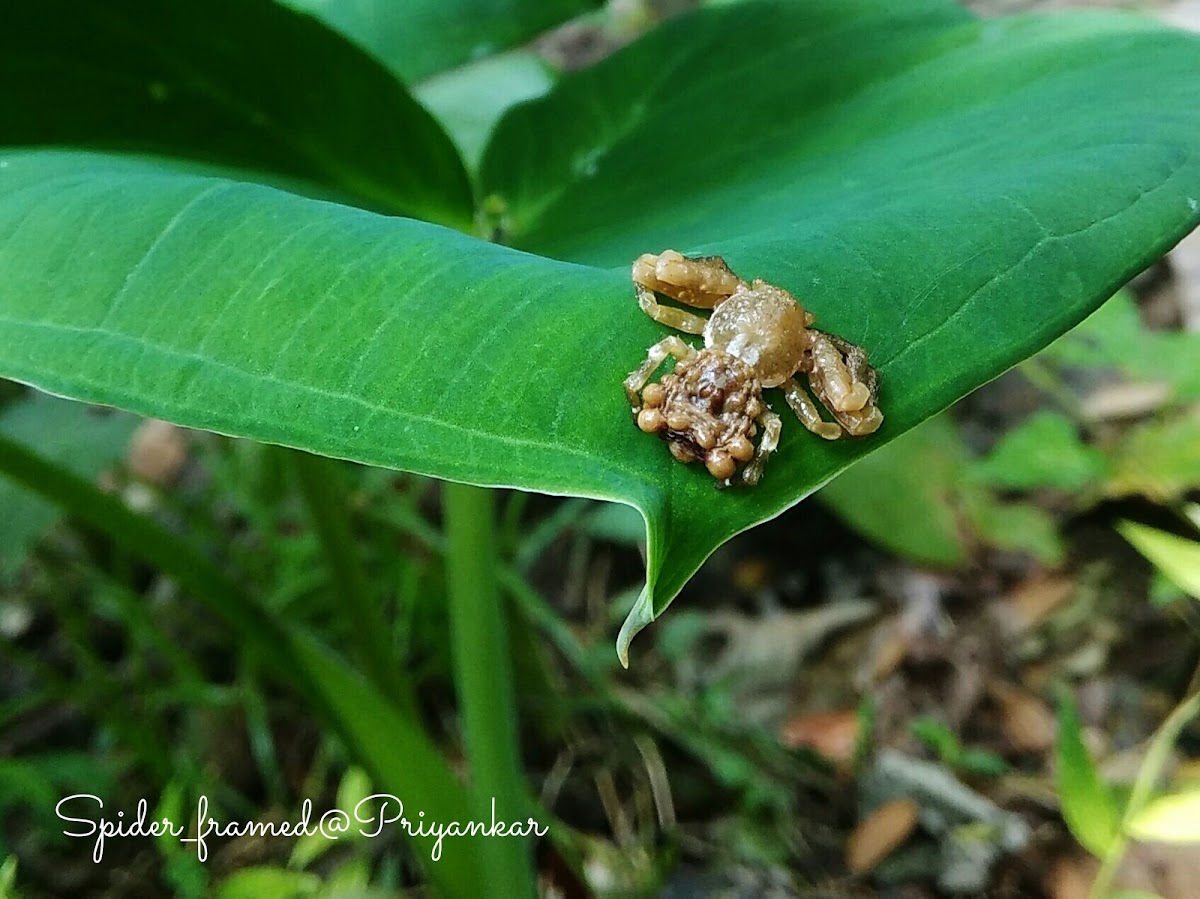 Crab spider