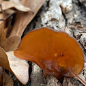 Wood Ear Fungus