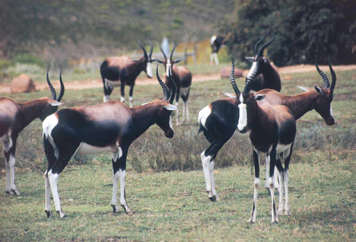 Cape-Town-bontebok - The Bontebok National Park, about 80 miles from Cape Town, is home to more than 300 bontebok (a variety of antelope) in South Africa.