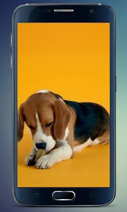 How to get Beagle Puppy Live Wallpaper patch 2.0 apk for pc